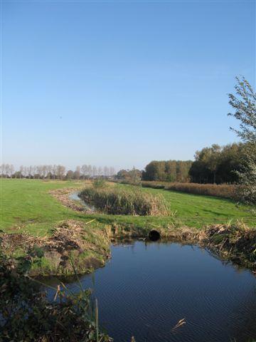 m Polderpeil, Lisdodde, Moerasandoorn Kleine watersalamander, Bruine kikker, Groene kikker, Kleine