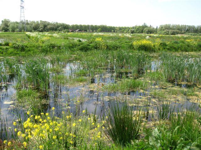 via de spoorsloot van minder voedselrijk water te voorzien.