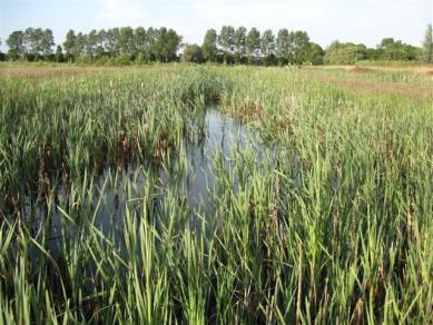 augustus 2010, 23 mei Diameter 40 m Waterstand > 100 cm Lisdodde (jong), geen flap, enkele ex.