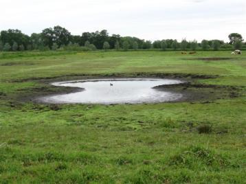 Poelnummer Woudhoek Oost 12 Datum bezoek 13 augustus 2010, 24 mei, 2 augustus Diameter 10 m Waterstand 0 cm, 40 cm Lisdodde Poel