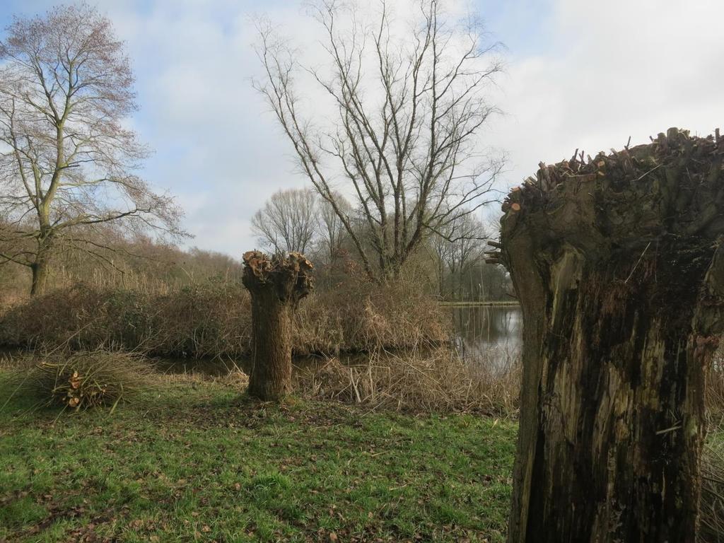 ligt in Park De Noord dat de natuurlijke buffer vormt tussen woonwijken en de autoweg N244. Ook hier voel je het voorjaar. Knotwilgen in Park De Noord.