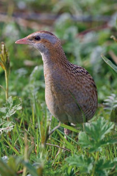 Deze homeranges zijn kleiner dan vastgesteld in het buitenland (daar doorgaans meer dan 10 hectare), maar dat hangt wellicht samen met specifieke kenmerken van de uiterwaarden, die aan twee kanten