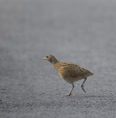 Vroege maaidata leiden tot schaarste leefgebied Een beetje van het bijna nostalgische hooiland is nu nog te vinden in sommige beekdalen en rivierdalen, veelal percelen die in eigendom zijn van een