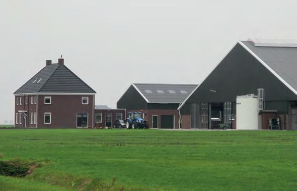 Doordat de vogels zo lang mogelijk in dekking willen blijven, lopen vooral kuikens een groot gevaar onder de maaimachine terecht te komen.