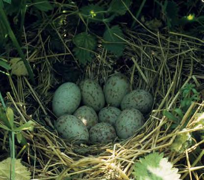 Altijd in dekking Wat zich bij het broeden afspeelt blijft grotendeels verborgen in de vegetatie. De vogels komen zelden spontaan uit de dekking.