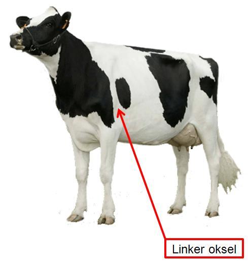 3) Tel gedurende 1 minuut de ademhaling (bij de flanken). a. De koe haalt keer per minuut adem. b. Normaal is keer bij een volwassen rund. c. Normaal is keer bij een kalf. d. Deze koe: hoest niet / hoest.