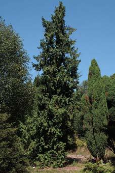 nun-cheuk-baek. Thuja koraiensis is een struik of kleine boom die tot 10 meter hoog en een stamdiameter van 80 cm kan halen.