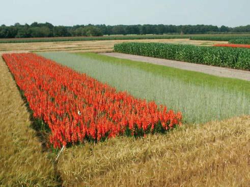 Wees kritisch bij aanschaf van plant- en pootgoed. Gebruik alleeen goedgekeurd vermeerderingsmateriaal. Probeer zelf ook de kwaliteit te beoordelen door af en toe wat materiaal inwendig te bekijken.