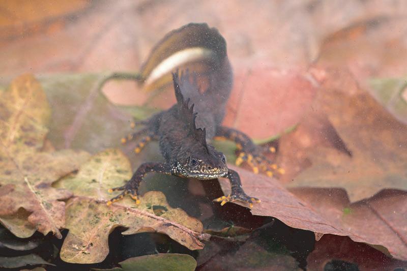 Onderzoek naar kamsalamander, grote modderkruiper, kleine modderkruiper en