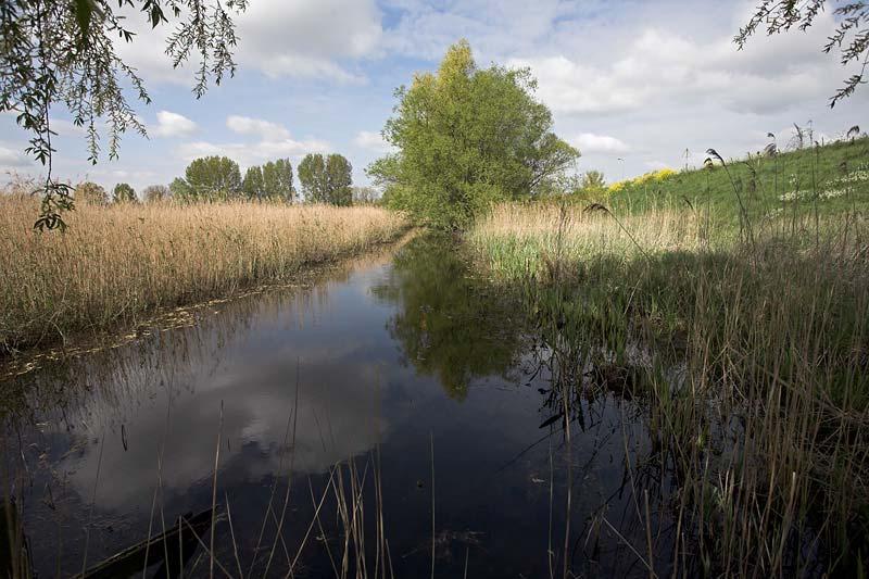 Locatie 4 (x 130.18 y 430.23) In dit buitendijkse gebied tussen Rietveld en Kedichem nabij het gemaal/sluisje zijn in een fuik twee volwassen kamsalamanders gevangen (mannetje en vrouwtje).