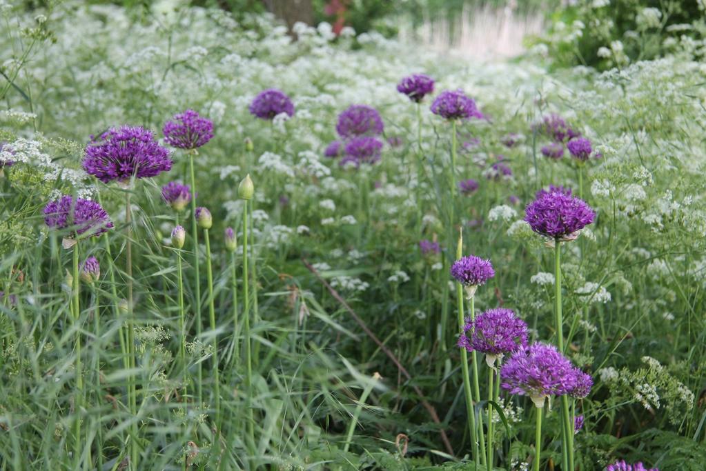 Ideale grond voor bollen We hebben het eerder gehad over de invloed van de grondsoort op het sortiment van planten die gebruikt kunnen worden. Bij bloembollen is dit ook van belang.