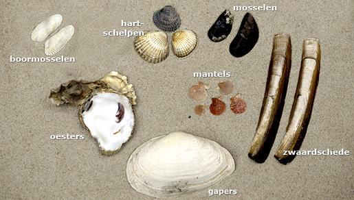 informatie: schelpen - tweekleppigen Tweekleppigen zijn schelpdieren die zich beschermen