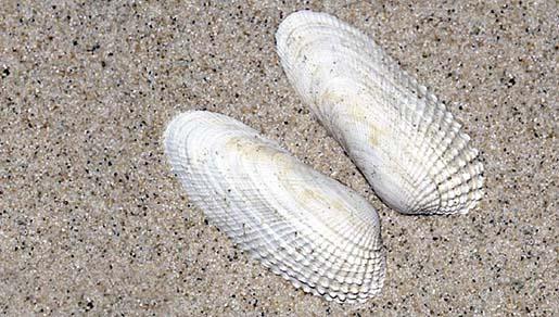 Bekende soorten zijn de mossel, de kokkel en de oester.