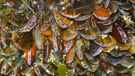 kokkel Kokkelschelpen kan je makkelijk herkennen omdat ze dik en geribbeld zijn. Het strand ligt vaak vol met losse schelphelften. Ze filteren plankton uit het water om aan hun voedsel te komen.