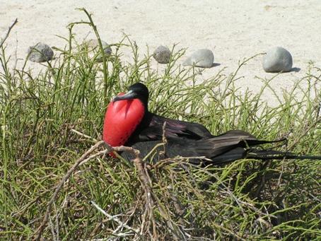 Op het kleine Lobos eiland maken we een wandeling van een kleine kilometer, die ongeveer één uur duurt. Hier leeft een kleine populatie blauwvoet jan-van-genten en fregatvogels.