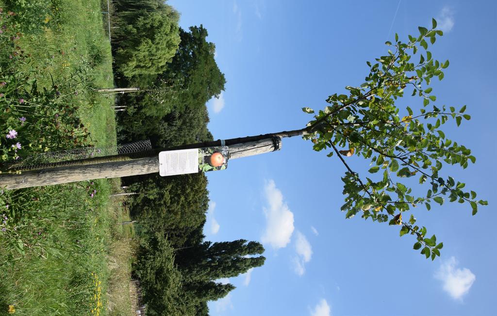 Een uitvalsbasis voor Onderzoek boomgaard, kennismaken met fruitrassen in