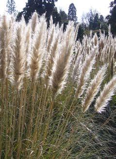 Hakonechloa macra All Gold Een helder, geelgroen grasje dat schaduwplekken op kan lichten maar het evengoed doet in de zon,