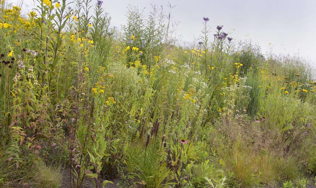 Toepassing Thema perennial meadows De Engelse, maar in Nederland wonende tuinontwerper, -auteur en -fotograaf Michael King ontwierp een aantal beplantingsschema s voor de prairietuin van Lianne Pot.