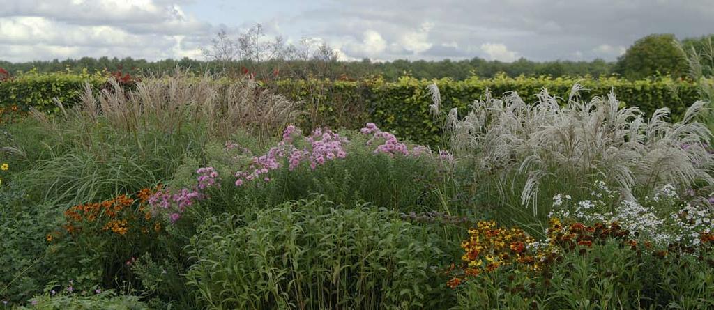 sinensis Beth Chatto een van de laatste Miscanthus die Ernst Pagels heeft benaamd.