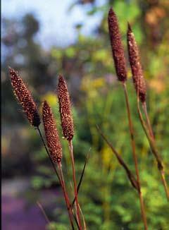 Hij wordt 30-40 cm hoog en bloeit de hele zomer lang. Kan ook in pot gebruikt worden. Coix lacryma-jobi (Job s tranen) is inheems in Zuidoost-Azie.