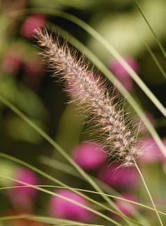 In pot of bak toegepast blijven de grassoorten in het algemeen lager dan in volle grond. Pennisetum setaceum Rupellii is een halfwinterhard gras.