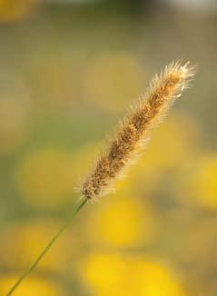 Deze grassoort heeft luchtige, fijne bloeihalmen die zeer beweeglijk zijn. De plant in zijn geheel beweegt mee in de wind, wat een bijzonder effect geeft tussen andere kleurige planten in de border.
