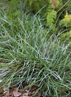 In de schaduw kun je prima uit de voeten met grasssoorten als Luzula pilosa of Melica nutans.