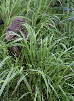 Later in het seizoen verkleurt het blad naar geelgroen. Festuca gautieri Dit groenblijvende zwenkgras begint als frisgroene pol van fijn blad.