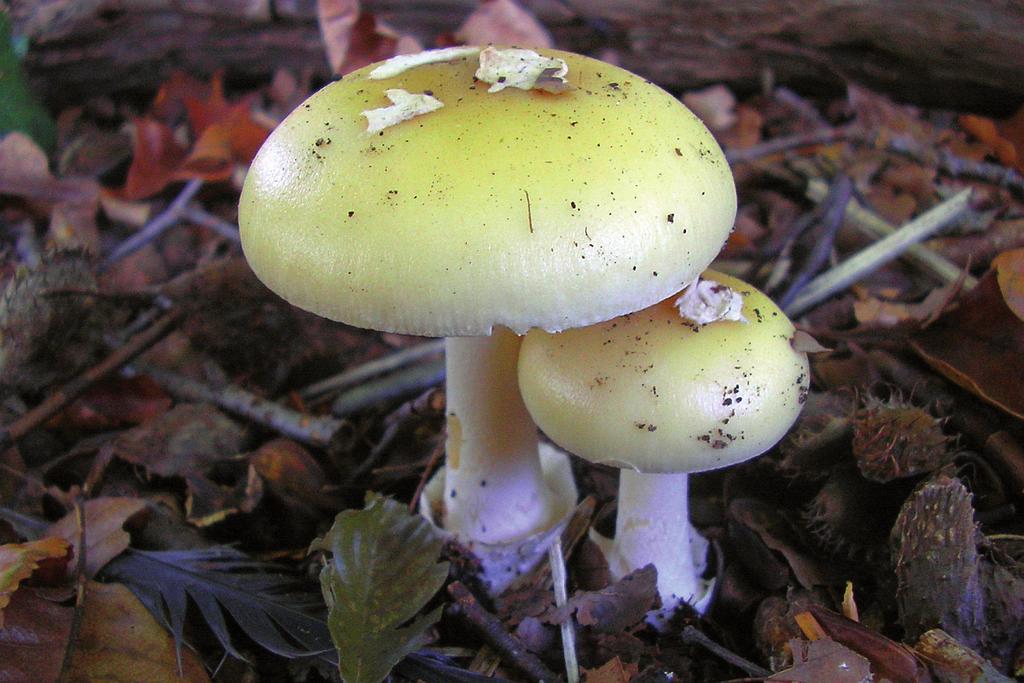 Figuur 7. Narcisamaniet (Amanita gemmata). (Foto: Aldert Gutter) bermen in Groot Brunnink zowel de Zwartwitte russula (R. albonigra) als de even zeldzame Vergelende stinkrussula (R. subfoetens).