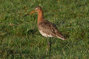 000 ha weidevogelbeheer gecontracteerd.