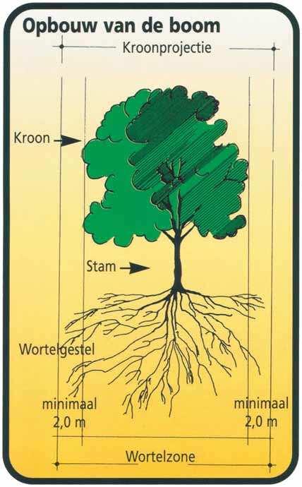De hoogte van het schadebedrag wordt bepaald door de aard en omvang van de toegebrachte schade en de boomwaarde volgens de Nederlandse Vereniging