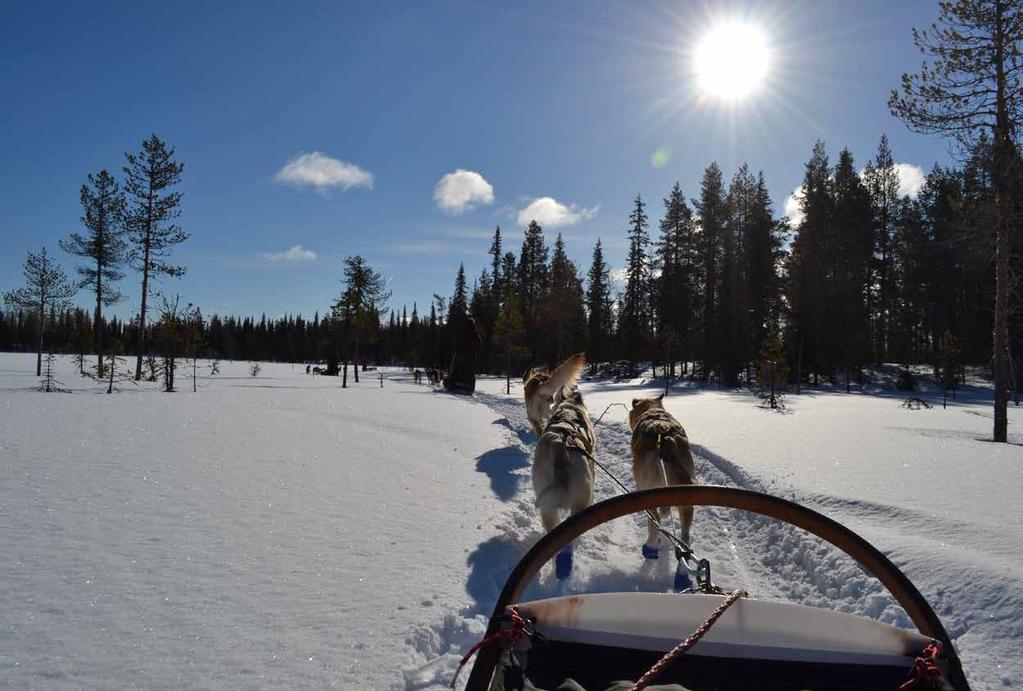 Programma 18 maa 2018 19 maa 2018 Heenvlucht naar Kittila, transfer naar Pinetree Lodge. Onderweg maken we een stop aan de Lainio Snow Village: een prachtig sneeuwhotel.