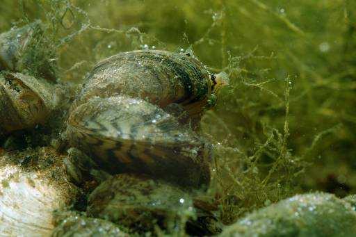 Gevolgen grote hoeveelheden slib De dominante aanwezigheid van het slib heeft verschillende effecten op het ecologisch functioneren in het Markermeer-IJmeer [WMIJ, 2012].