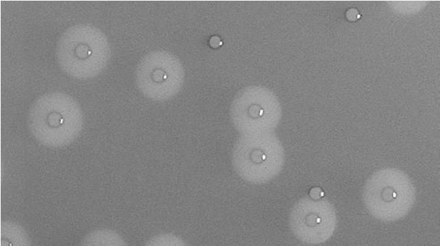 Listeria monocytogenes: aantonen Een substraat voor het aantonen van β-glucosidase, een enzym aanwezig in alle Listeria spp, wordt vaak gebruikt voor het aantonen van Listeria spp met chromogene