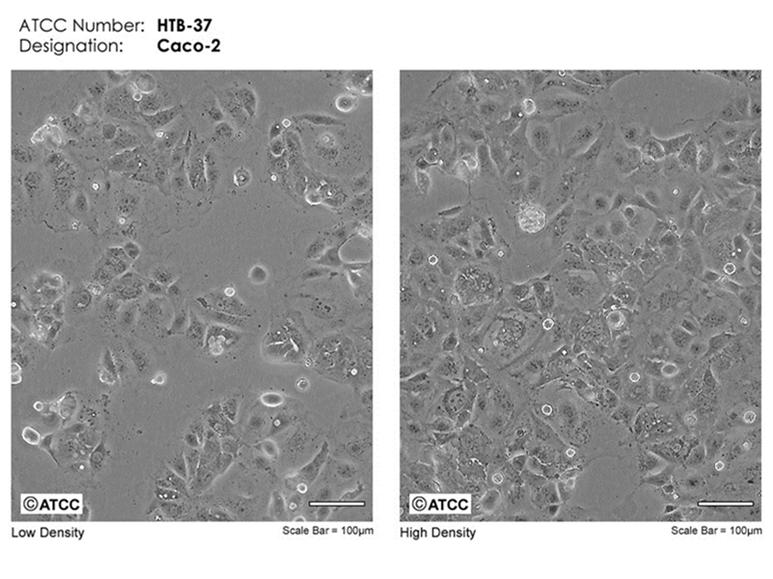 Listeria monocytogenes: geen halo, overleving op roestvrij staal Listeria monocytogenes,