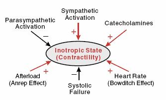 Factoren die de inotropie (contractiliteit) beïnvloeden. Verschillende factoren beïnvloeden de inotropie. Factoren die de inotropie regelen.