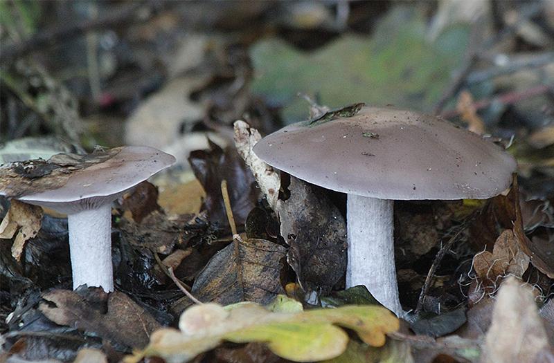 Russula s Minder waardevolle dreef Champignons Donsvoetjes