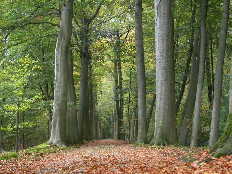 Waarom zijn dreven interessant voor paddenstoelen?