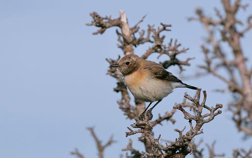 7 Mei: Ik ben s ochtend vroeg naar Kavaki gegaan om te proberen de Rüppels