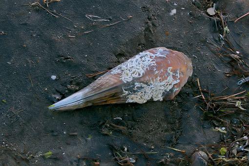 14 Mei: Vanochtend vroeg naar het strand bij de zoutpannen geweest om te