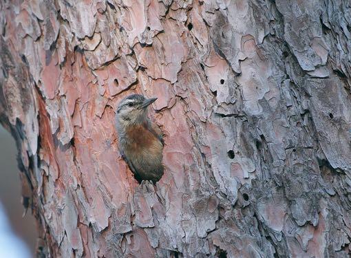 Van een andere vogelaar hoorde ik dat de Turkse Boomklevers bij Achladeri bezig waren met het maken van een nieuw nest, dus