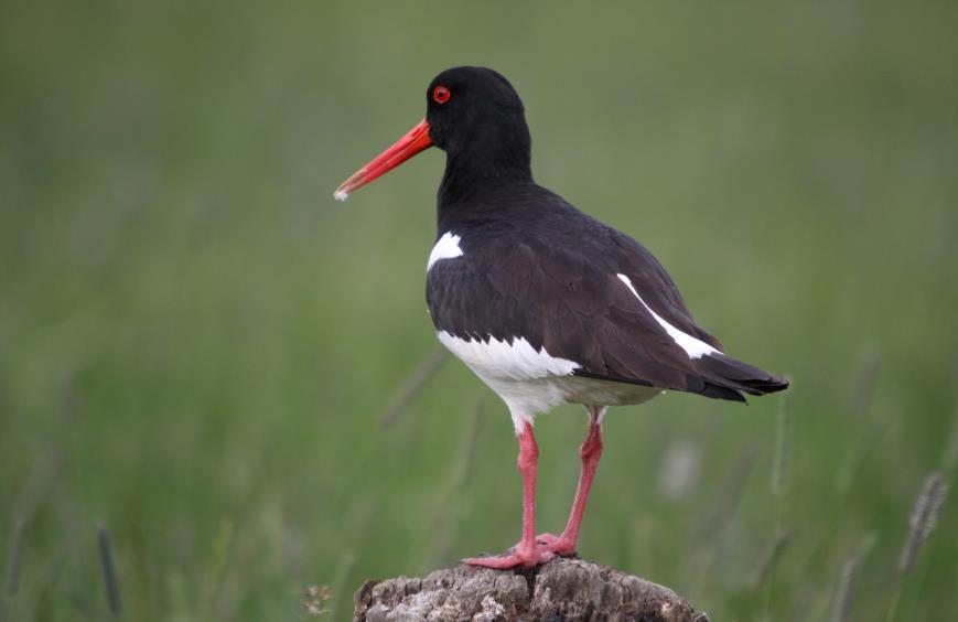 WEIDEVOGELRESULTATEN PER AFDELING 2016 NATUUR-EN VOGELWERKGROEP DE