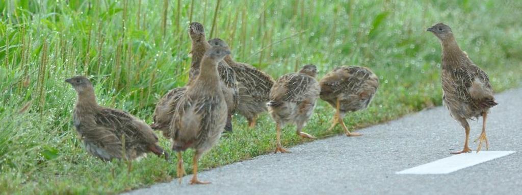 De overige drie legsels werden alle verstoord. In een dorp als Tubbergen broeden momenteel meer scholeksters dan in het buitengebied van Fleringen.