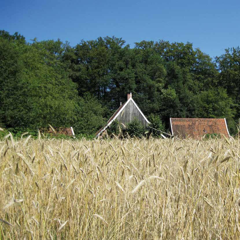 Waar Twickel zijn torens uit eikenloof heft, daar golft op de essen het goudgele graan, doet snel