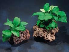 Kameroen. Door de groeiplaats in duistere bossen werd de soort Anubias genoemd naar de Egyptische god van de onderwereld Anubis. De plant behoort tot de familie van de Araceae of Aronskelkachtigen.