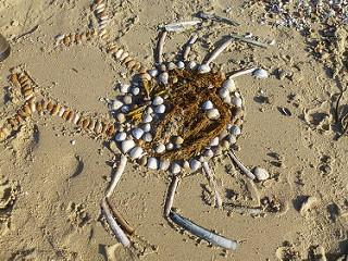 Verslag excursie Hargen aan Zee, 12 augustus 2016 Tijd: 19.30 tot 20.30 uur Aantal deelnemers: 7 Weersomstandigheden: ZW4, 20º C Er lag vrij veel wier op het strand, hoofdzakelijk bruinwieren.