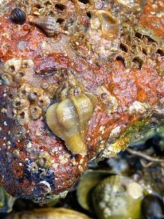 8x Glanzende tepelhoren (Euspira nitida). 1x Muiltje (Crepidula fornicata). Zeer algemeen, ook levend. Japanse stekelhoren met zeeduizendpoot Purperslak (Nucella lapillus). Enkele, ook levend.