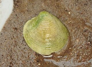 Grote mantel (Pecten maximus). 1x onderklep. Gewone oester (Ostrea edulis). Aanwezig. Japanse oester (Crassostrea gigas). Zeer algemeen, ook levend. Noordkromp (Arctica islandica). 2x fragment.