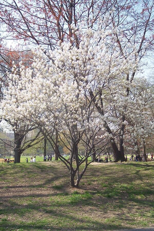 Aangedragen door bewoners Amelanchier lamarckii Speels