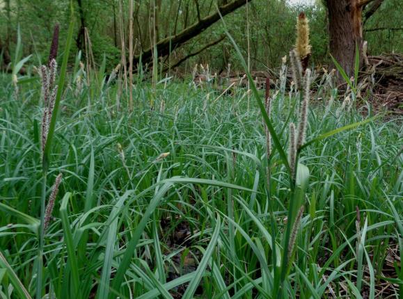Moeraszegge Plantenlijst De Esch 21 april 2017 Aalbes Ribes rubrum